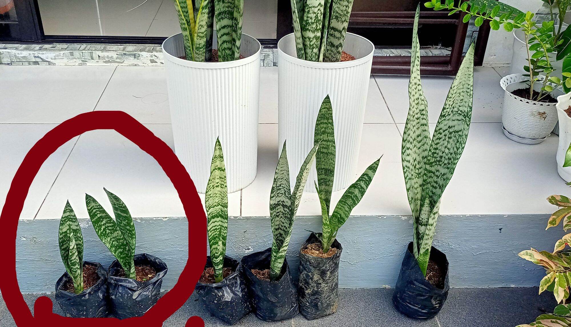 Sansevieria Futura Robusta / Snake Plant/lucky and air purifying plant ...