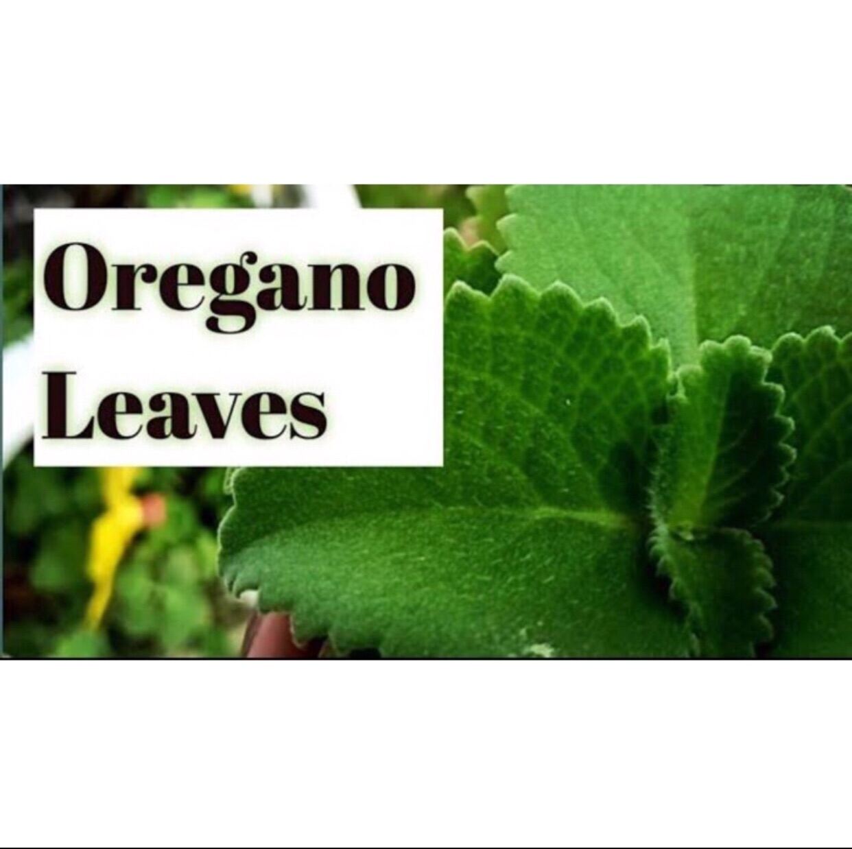 OREGANO LEAVES OR CUTTINGS + FREE Lazada PH