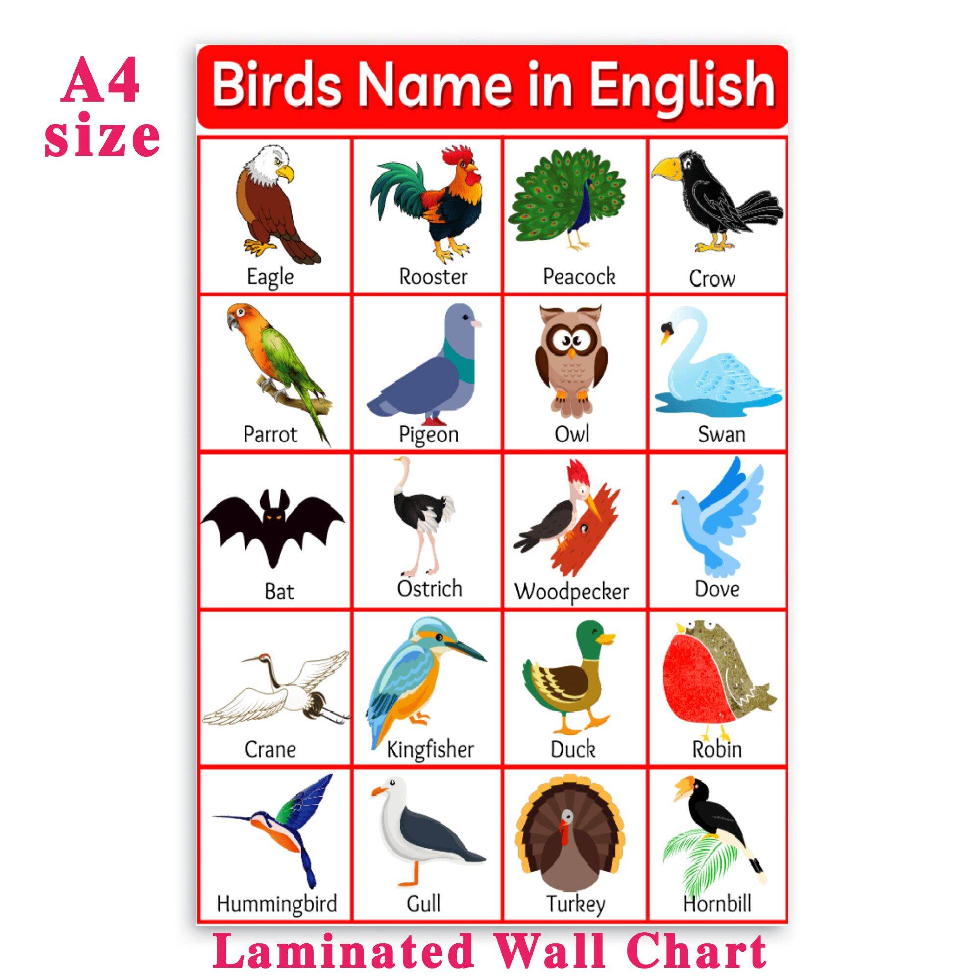 Birds Name In English The Bird Name Book Veldshop