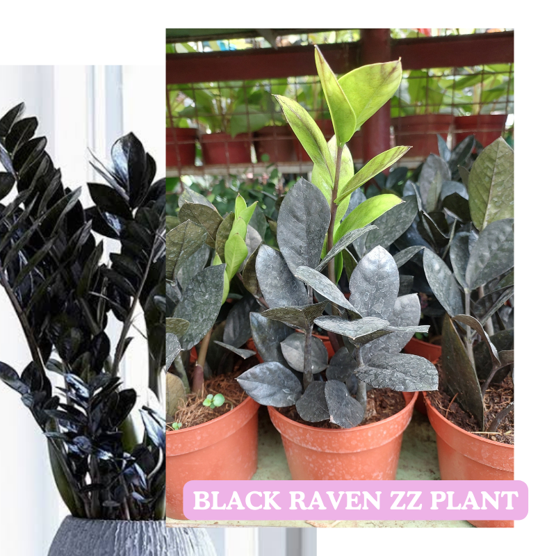 bird's nest snake plant full grown Variegated Shark Fin Snake Plant