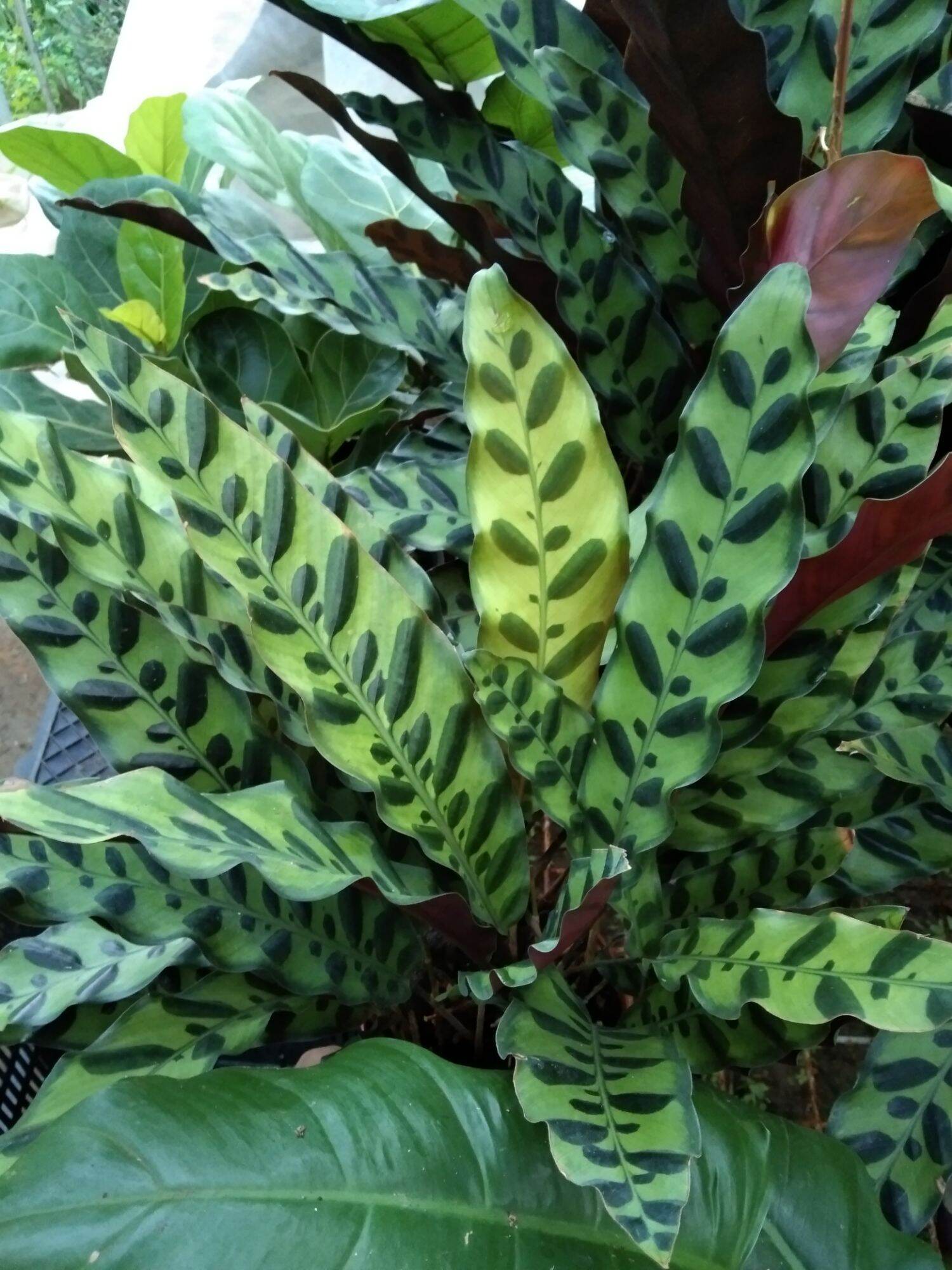 Rattle snake calathea with FREE fertilizer Lazada PH