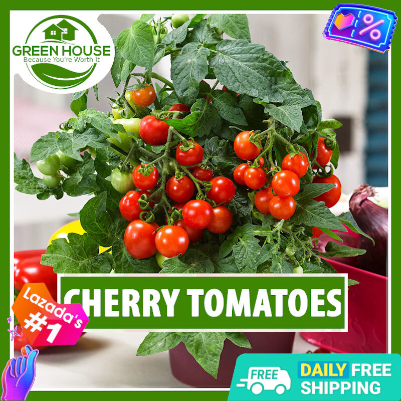 Green House - Cherry Tomato Seeds with FREE Fertilizer & Instructions