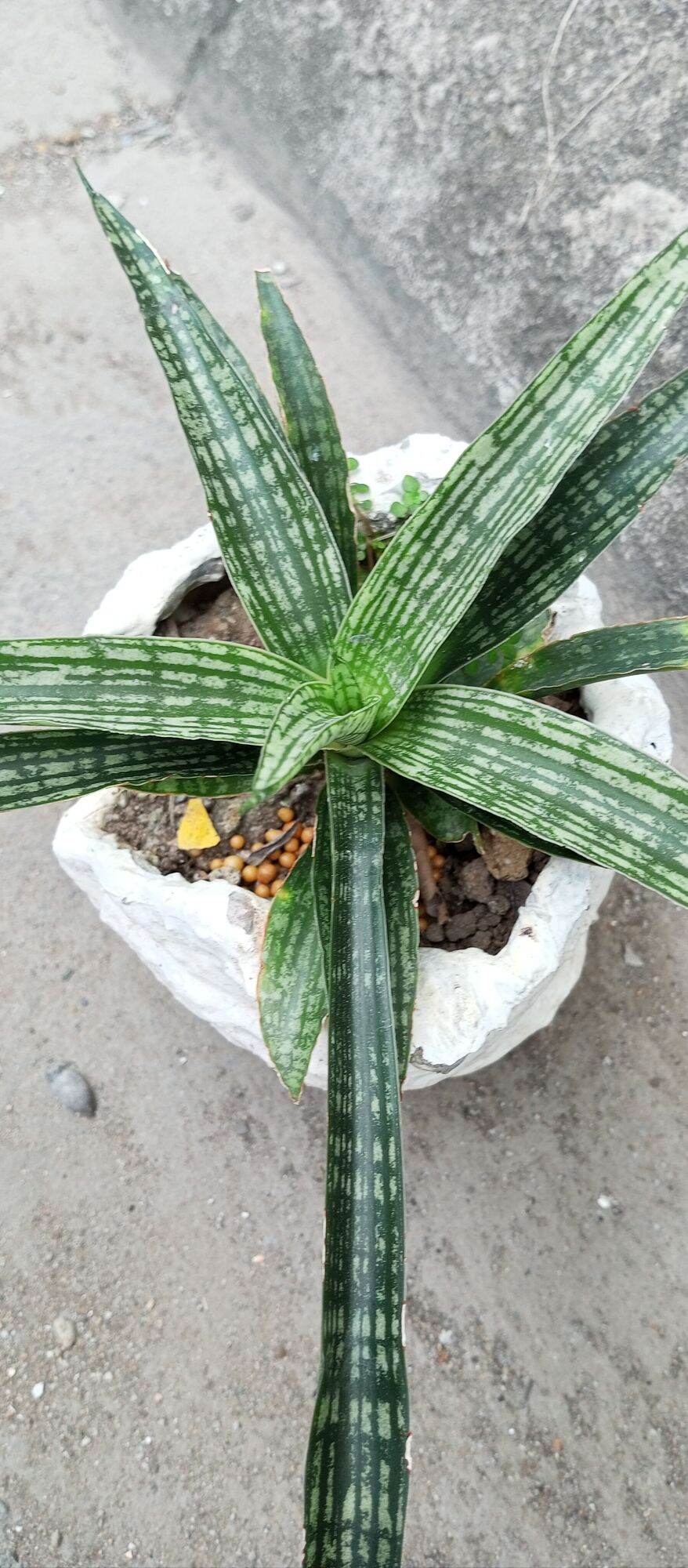 sanseveria Lady charm | Lazada PH