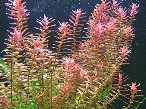 Dhenz Aquamazing Rotala Rotundifolia - 8 Stems Aquarium Plant