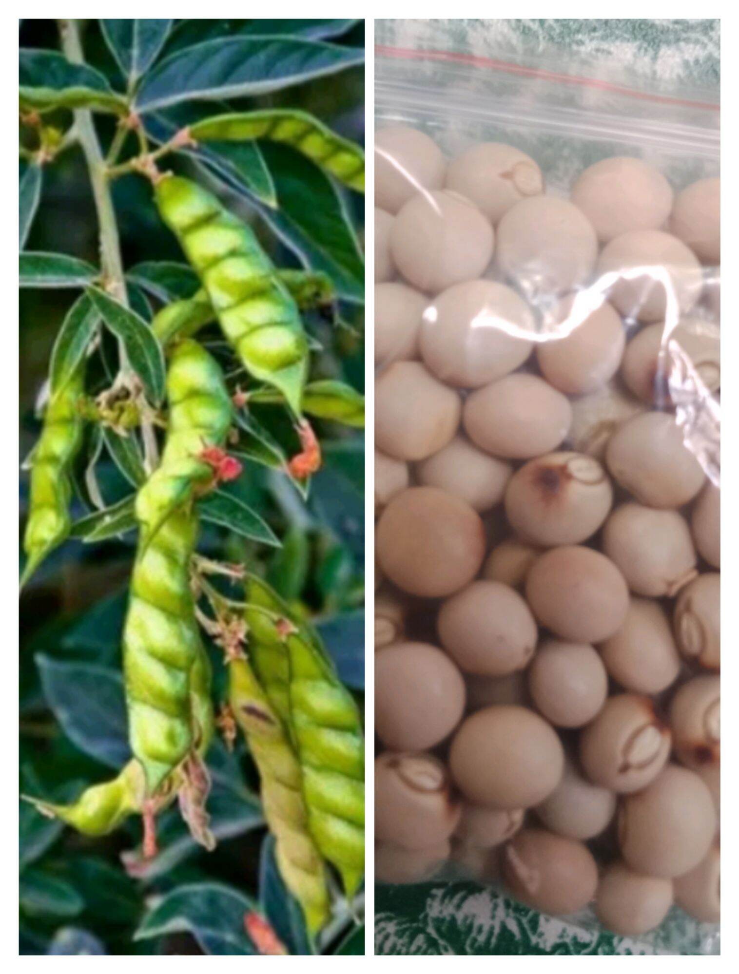 Oh My Gulay Kadyos Are Native Blackeyed Beans Or Pigeon, 60 OFF