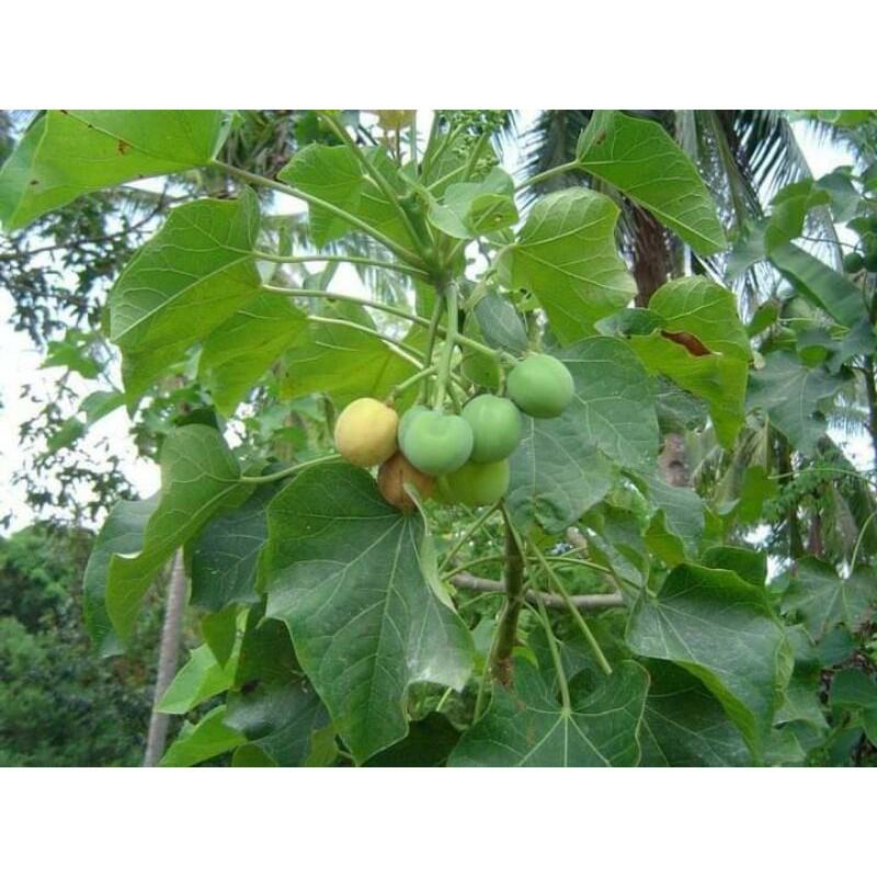 tuba tuba branch cutting Lazada PH