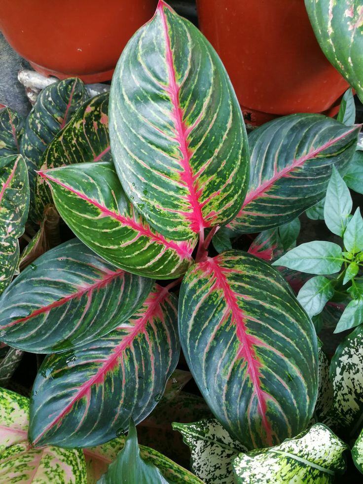 Aglaonema Red Emerald Rare Thai Variety | Lazada PH