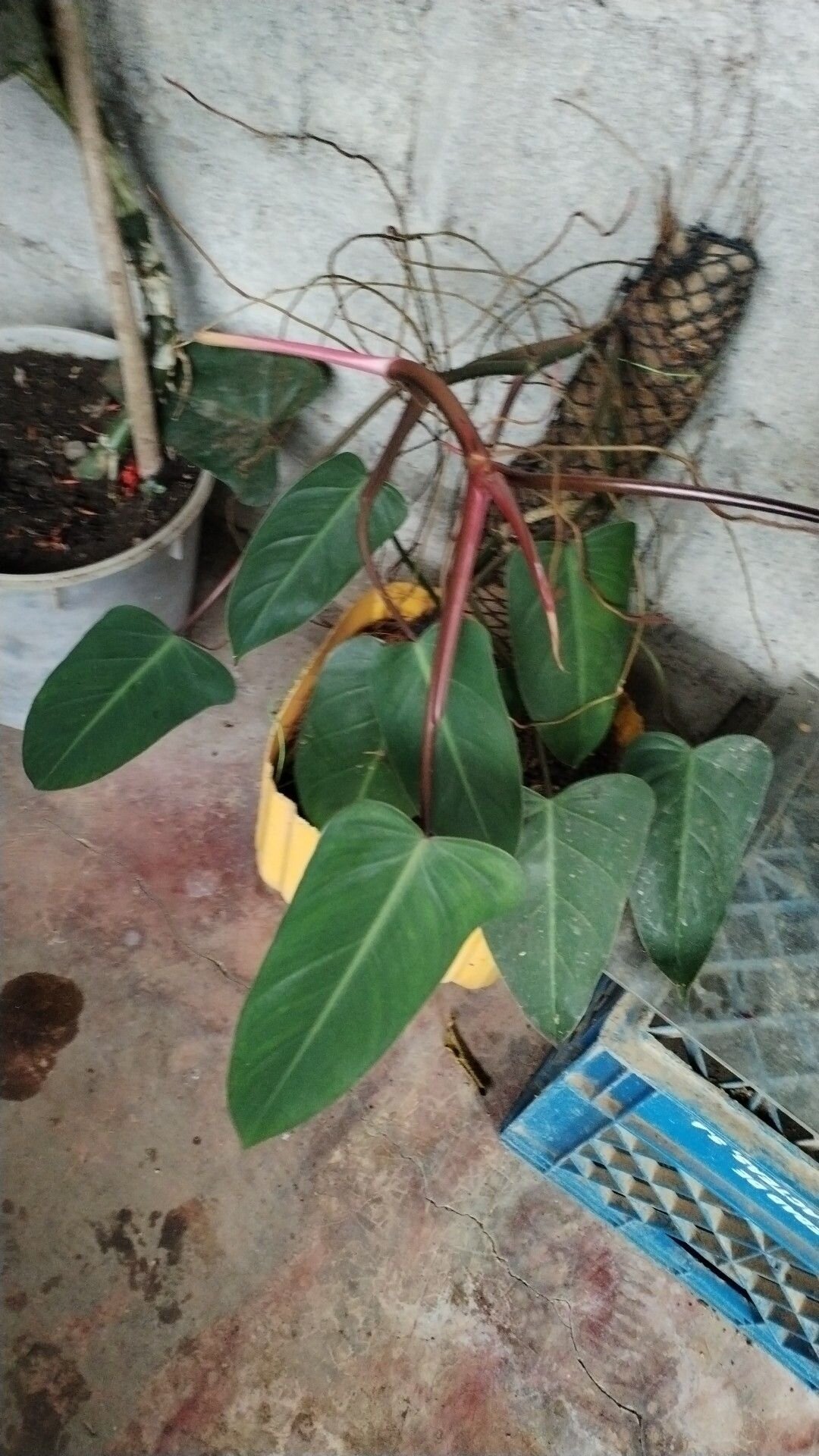 BLUSHING PHILODENDRON (single plant) Blushing Philodendron Indoor Plant  Established Uprooted Philodendron Medium Single Philodendron Plant - Lazada  | Lazada PH