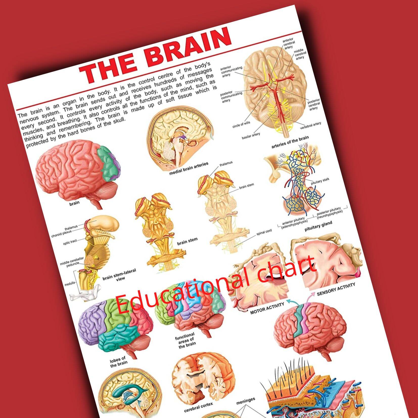 Human Anatomy /Internal Organs Charts, Science Charts, A4 Size