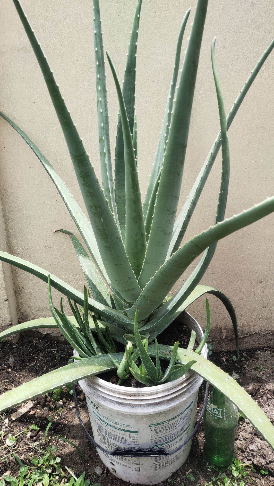 Giant Aloe Vera Seedling (aloe Vera Barbadensis) 