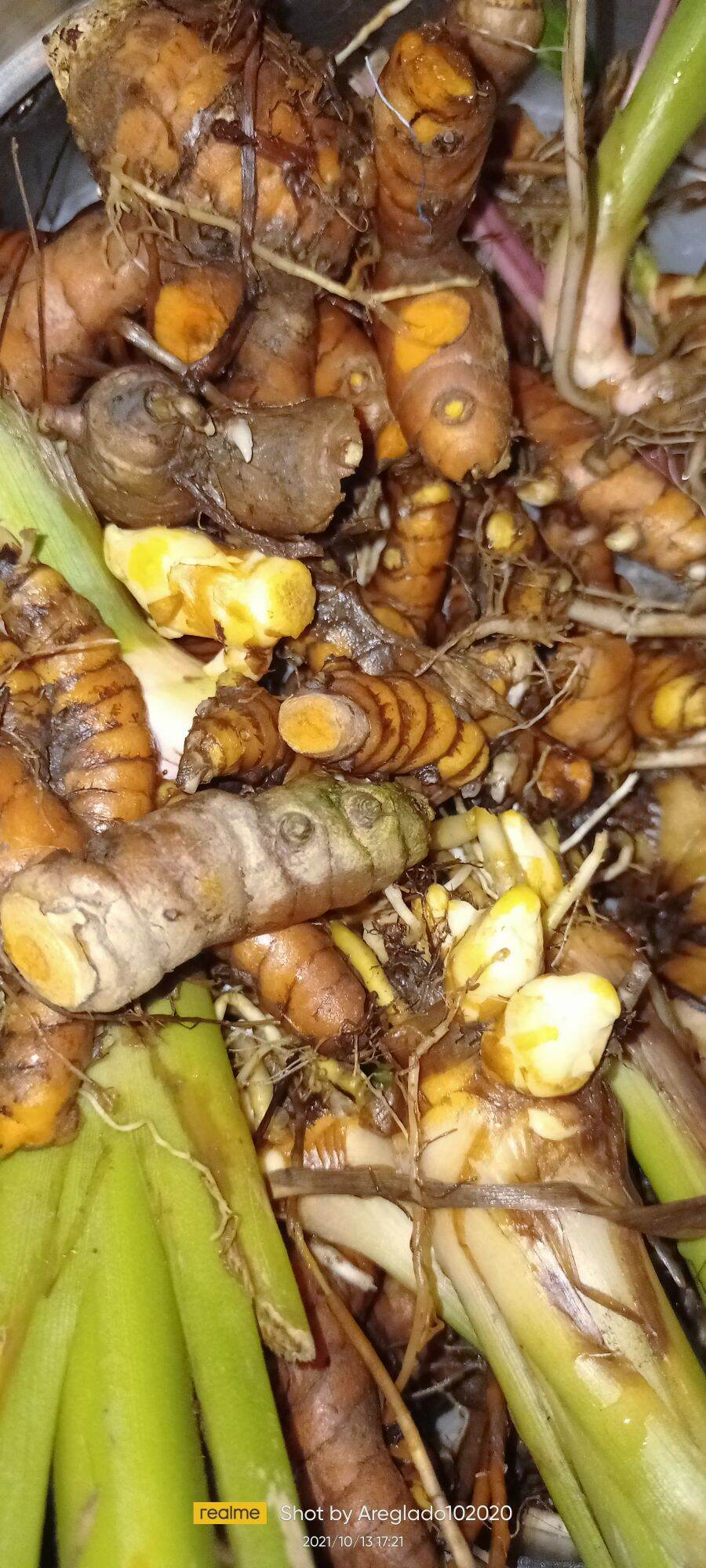 luyang-dilaw-turmeric-laman-pang-tanim-lazada-ph