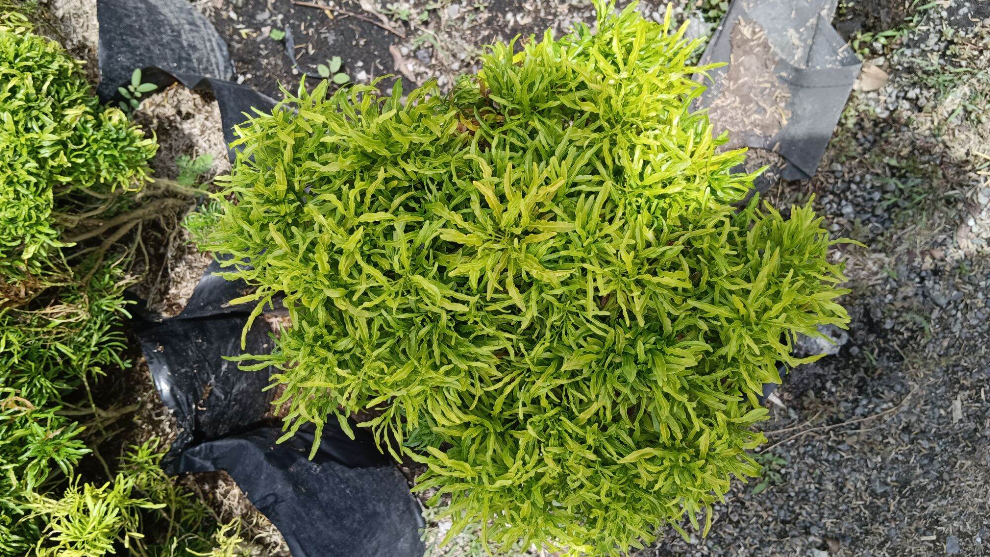 Golden Papua Fluffy Leaf Outdoor Plant Buy 2 Take 1 Lazada PH   Se02abfedf321409db79ef249de8c3d44K 