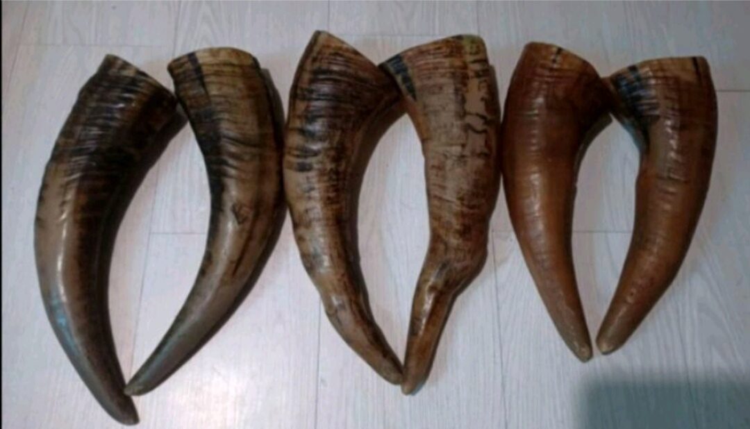 CARABAO ALBINO IVORY HORN Lazada PH