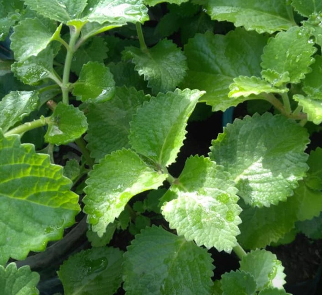 oregano oregano Lazada PH