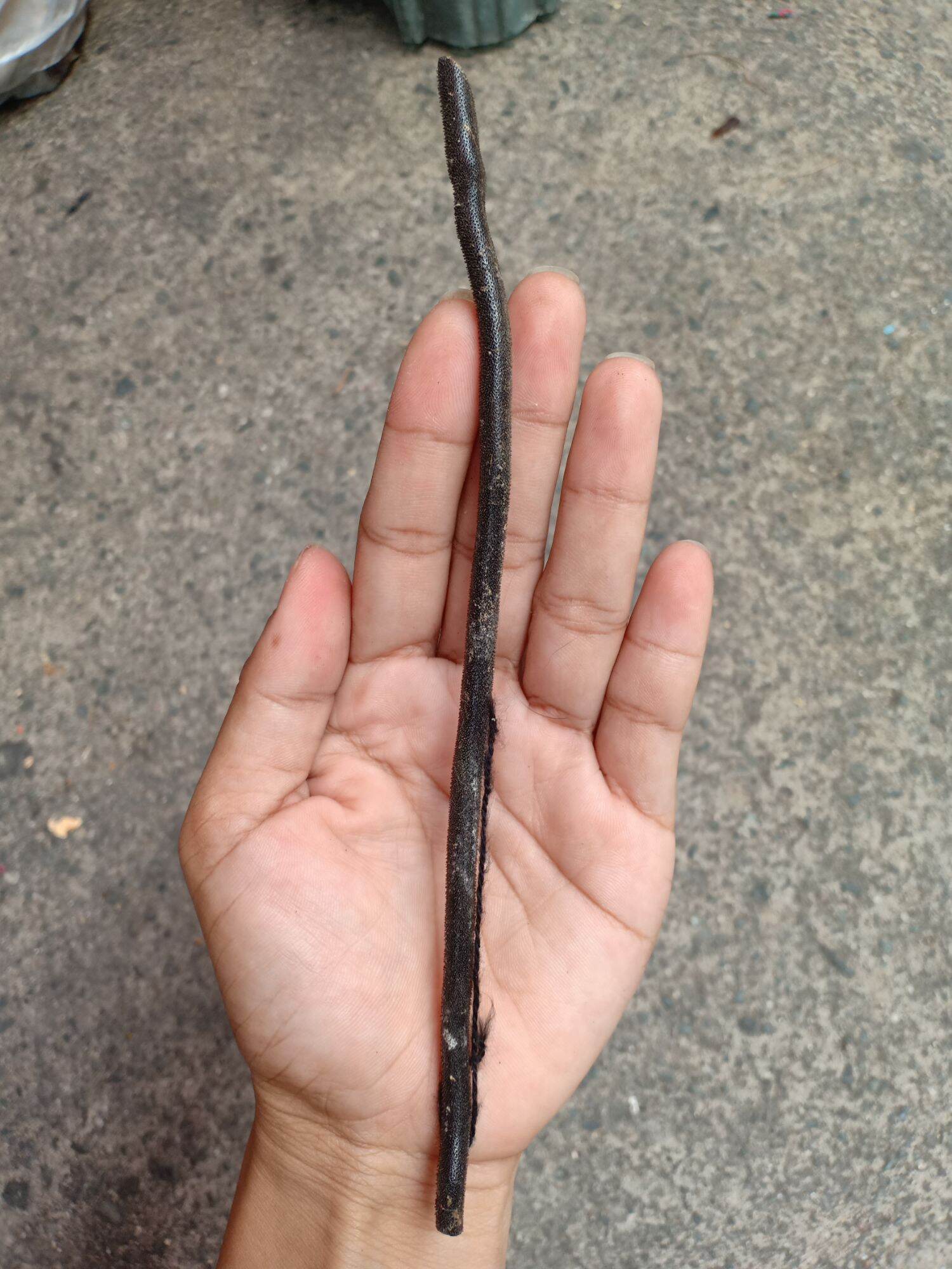 coral block isang dangkal/pangontra kulam inggit ksangkapan sa pangontra