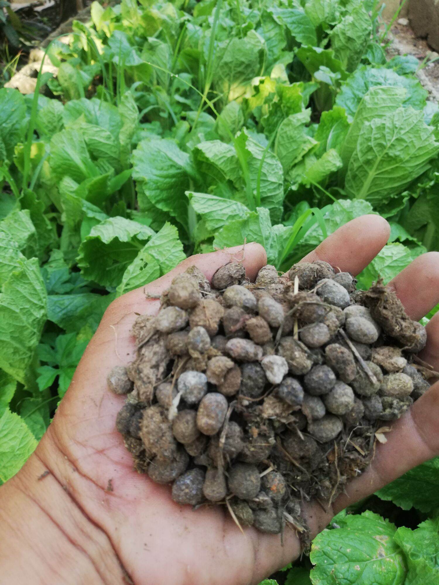 Dried Rabbit Manure ( Organic Natural Fertilizer) 2kg Lazada PH