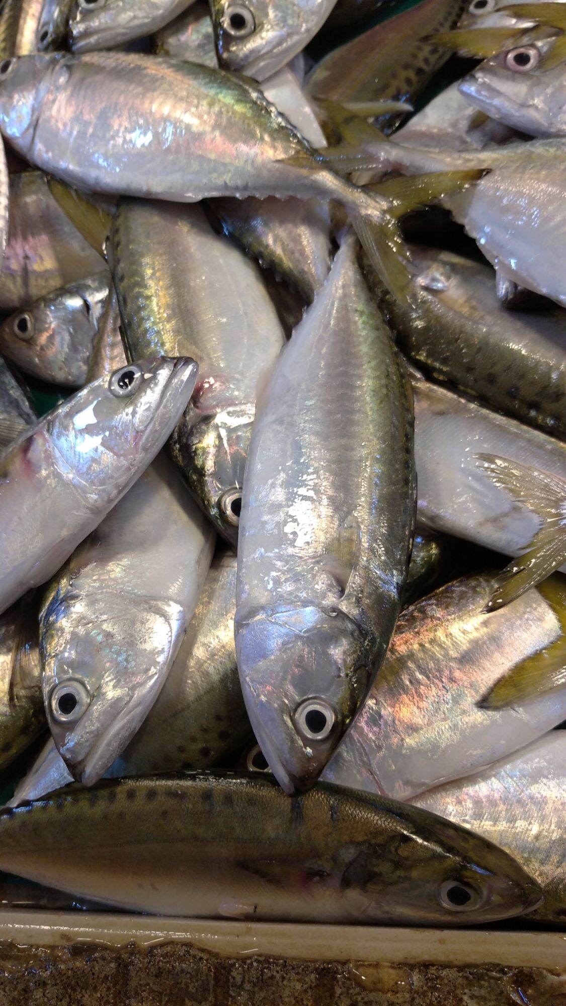 FRESH HASA HASA FISH 1/2 kg. 