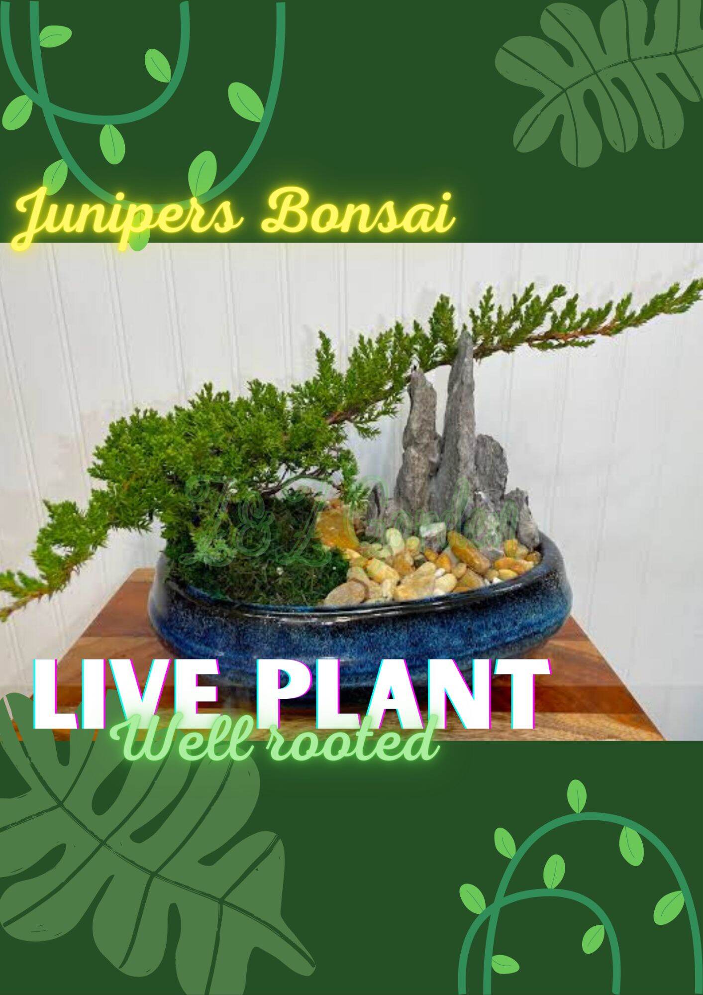 Creeping Junipers Pine Japanese Bonsai Lazada PH