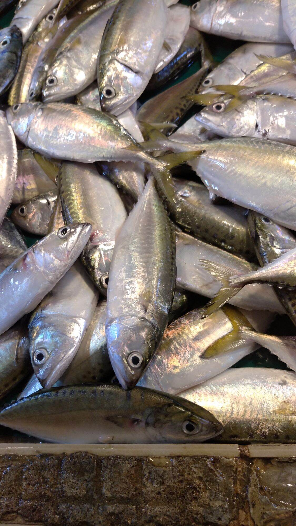 FRESH HASA HASA FISH 1/2 kg. 