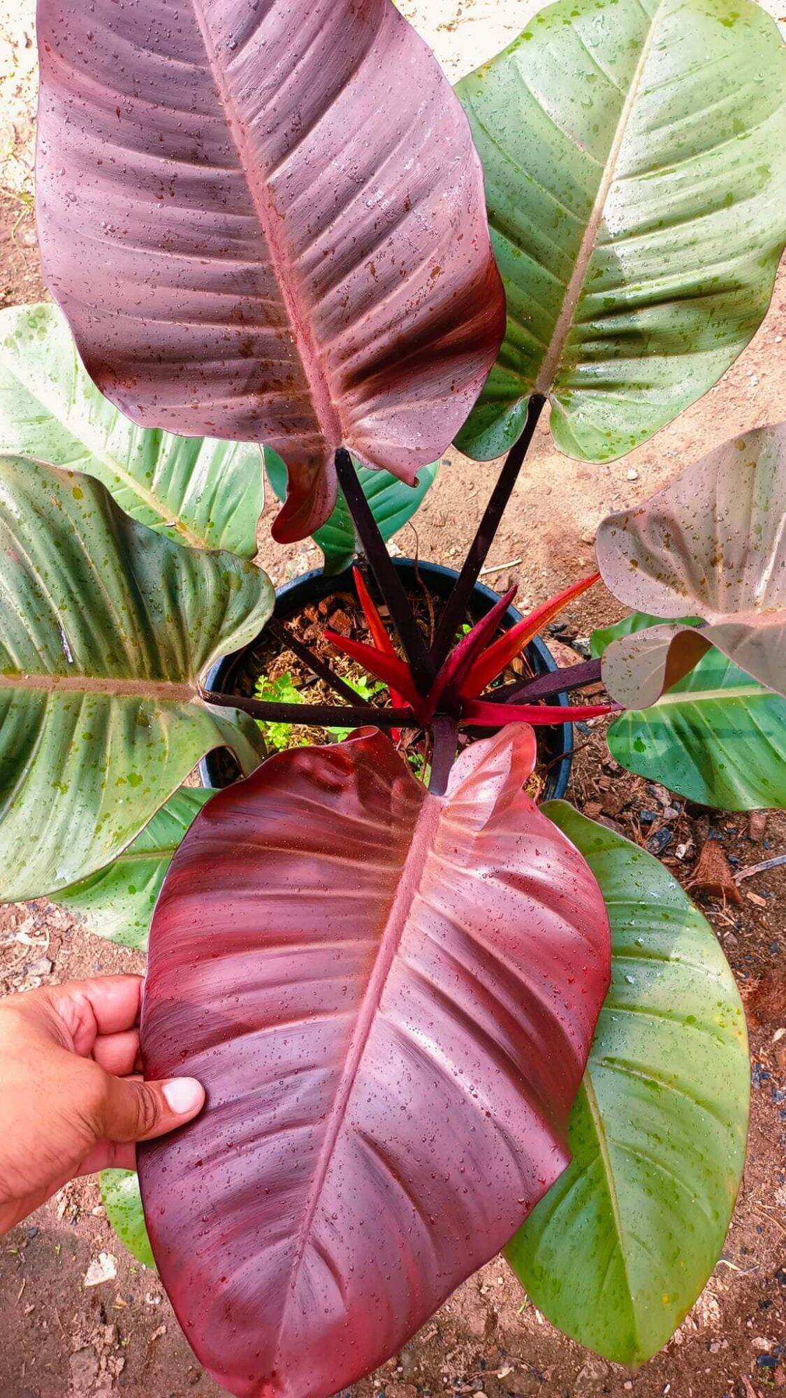 Black Cardinal philodendron ( with freebies) Philodendron Plants For Sale  Polar Phoenix For Sale Large Cauldron For Sale - Lazada | Lazada PH