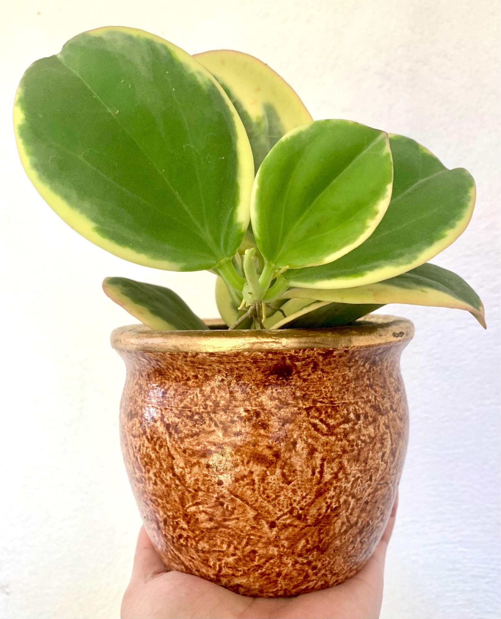 Succulent Clay Pots Sale