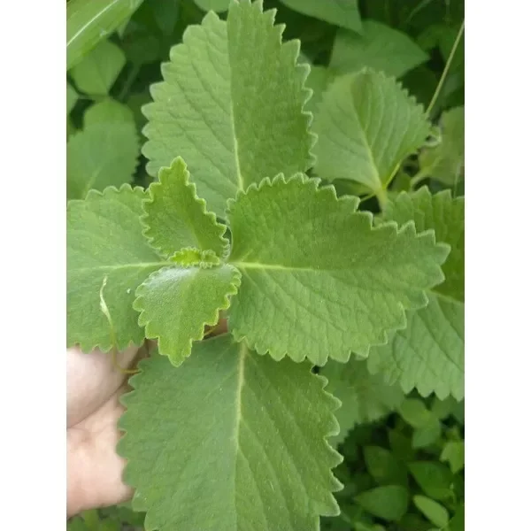 FRESH LEAVES OREGANO 1/4 KG Lazada PH