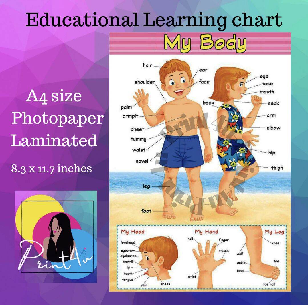 Parts of Body Chart | Laminated | 70 x 100cm | Extremely useful for Kids  Learning