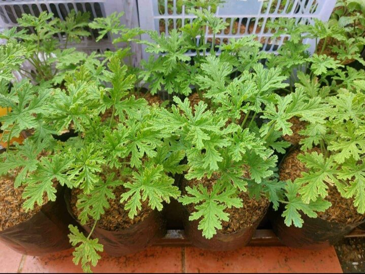 Citronella Malvarosa (Anti Mosquito Live Plant) with FREE garden soil