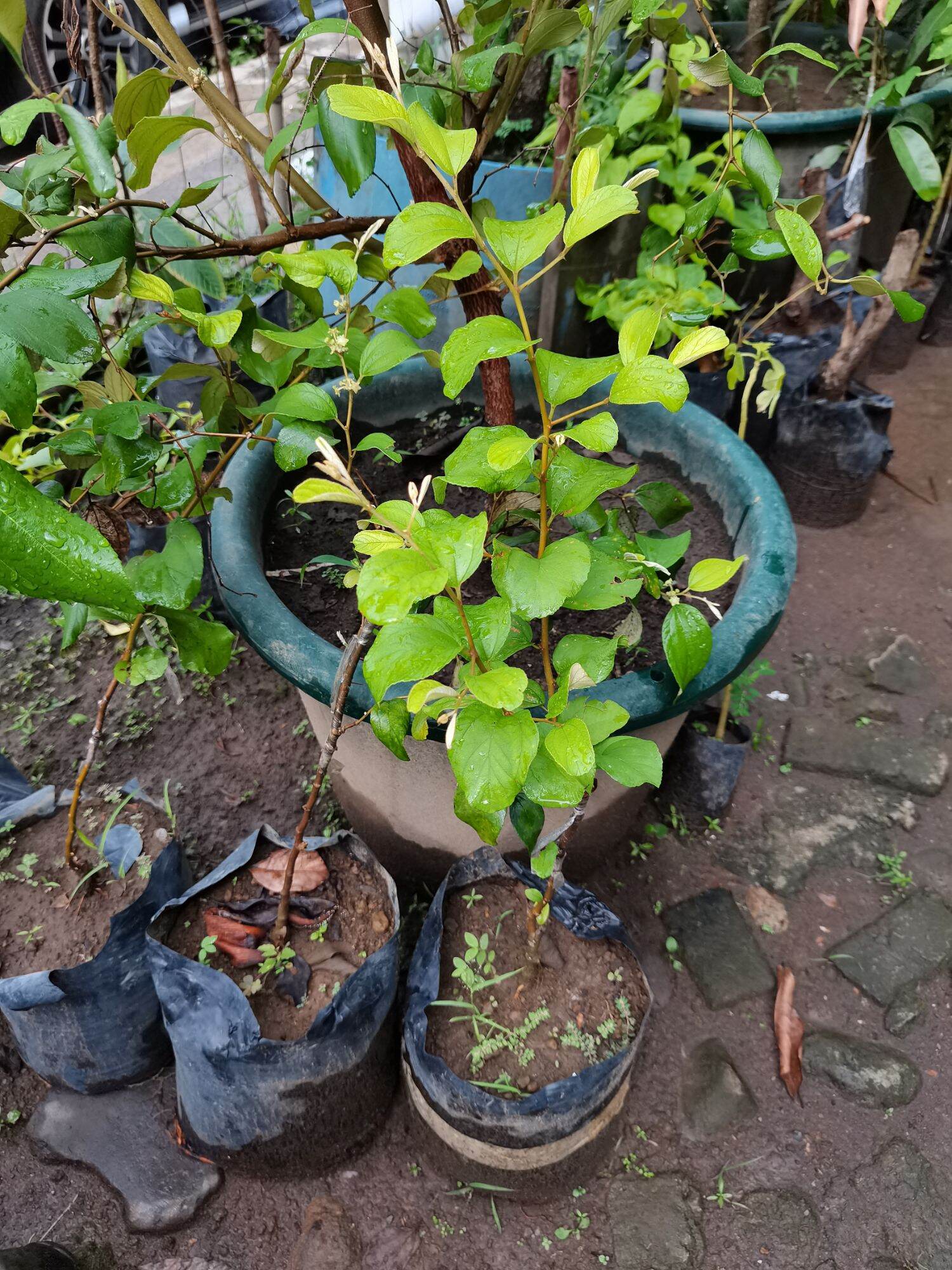 Jujube Plant Shop Jujube Plant With Great Discounts And Prices Online Lazada Philippines