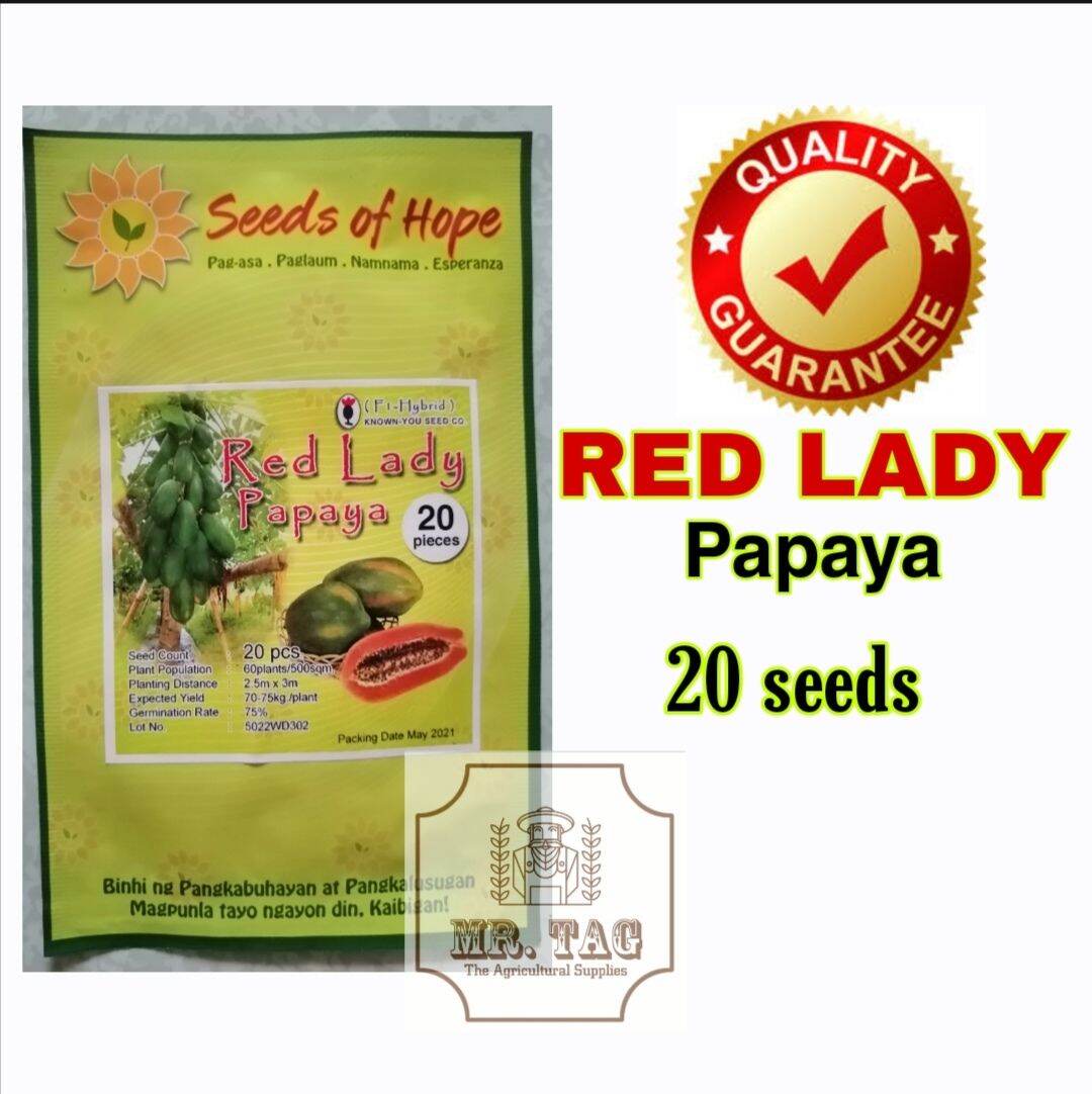 red-lady-papaya-20-seeds-lazada-ph