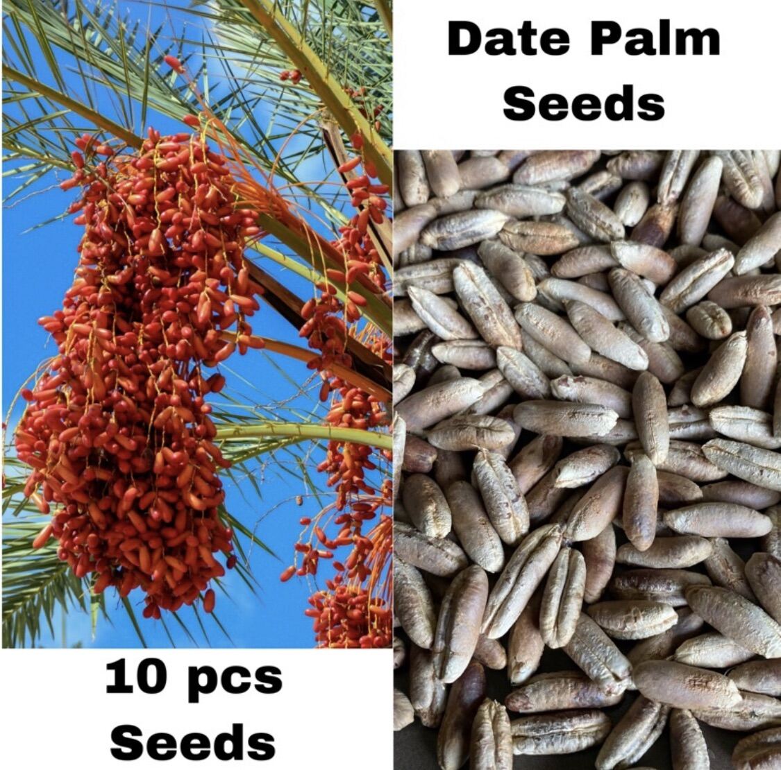 Dates fruit seeds - imported from saudi