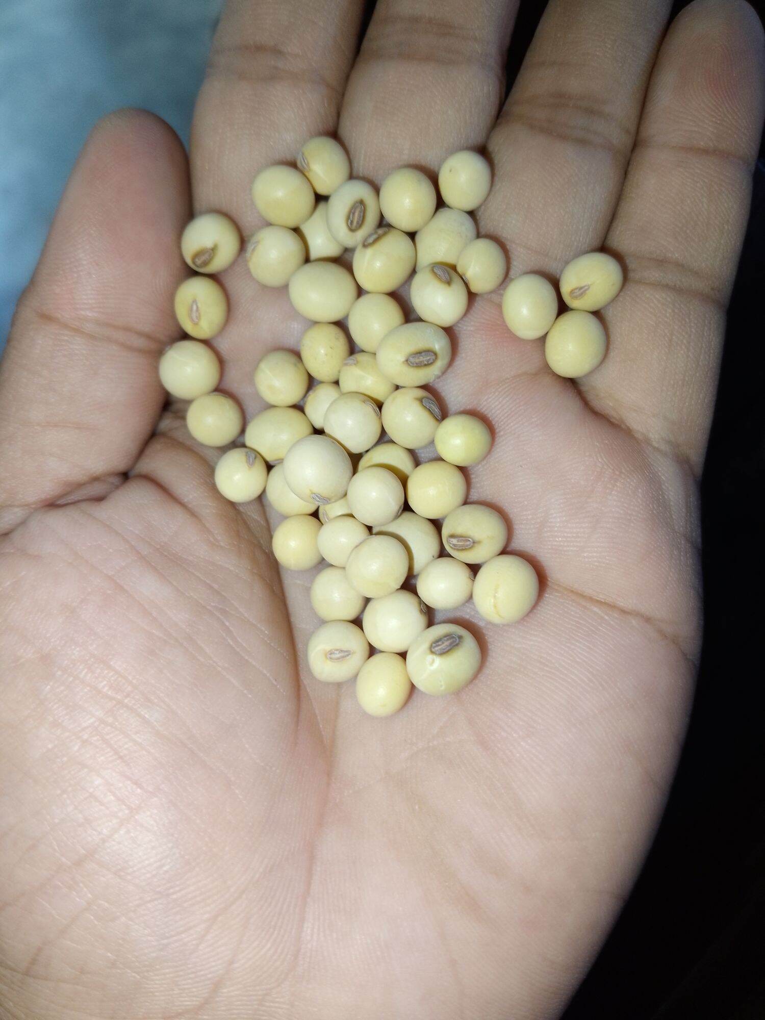 Soy beans For planting (100 Seeds)