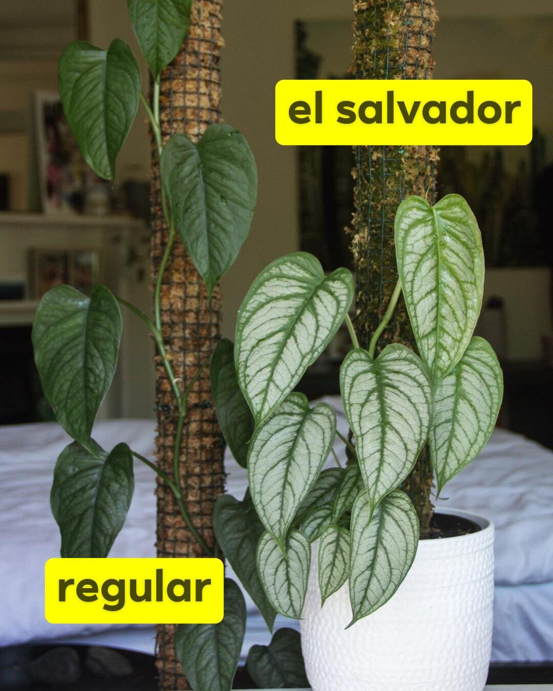philodendron burle marx albo variegata Philodendron 'Burle Marx' albo variegata baby main image 1