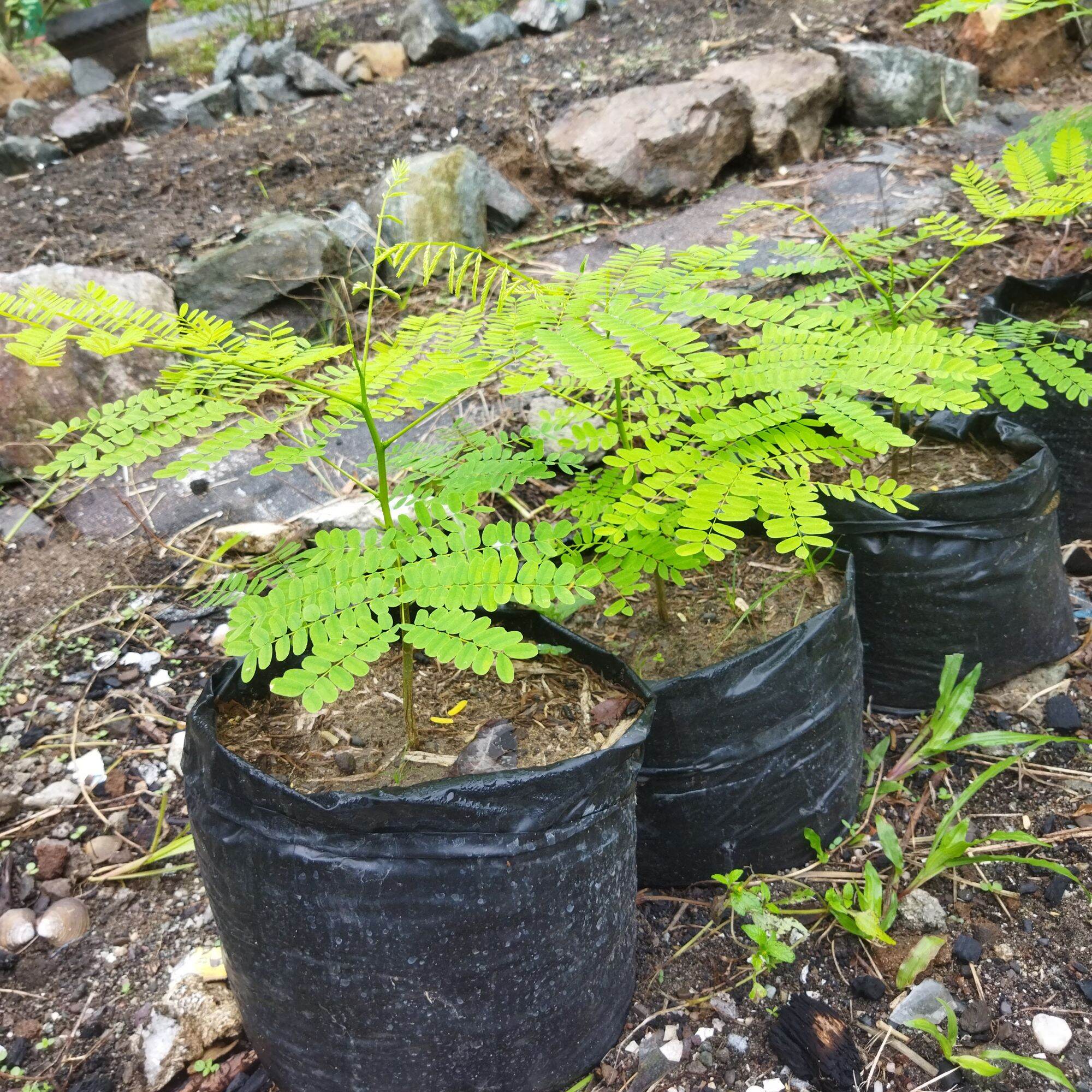 Palawan Cherry Blossoms Tree Seedlings 3months old Lazada PH