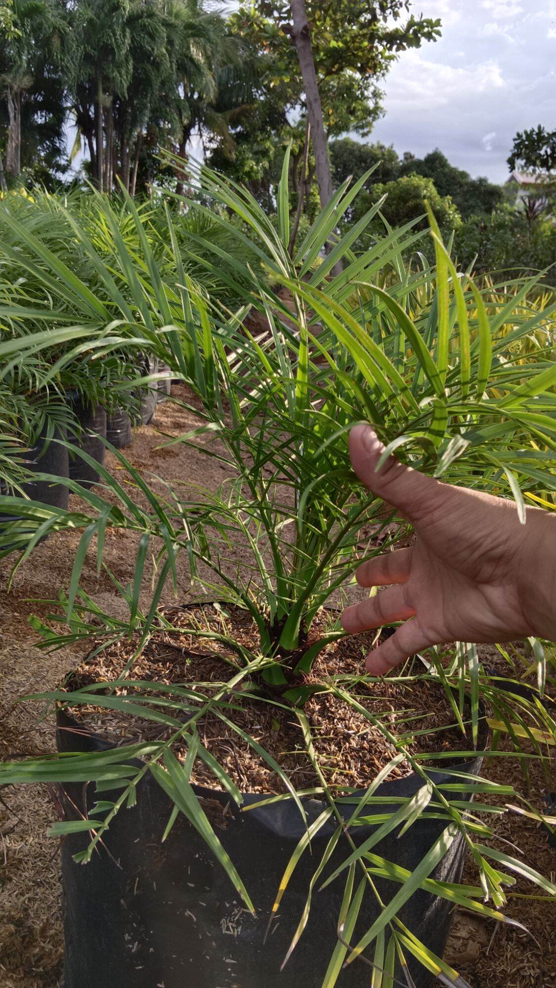 Phoenix Palm. 