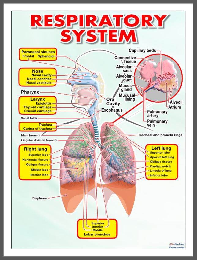 EDUCATIONAL POSTER TARPAULIN RESPIRATORY SYSTEM 45X60CM | Lazada PH