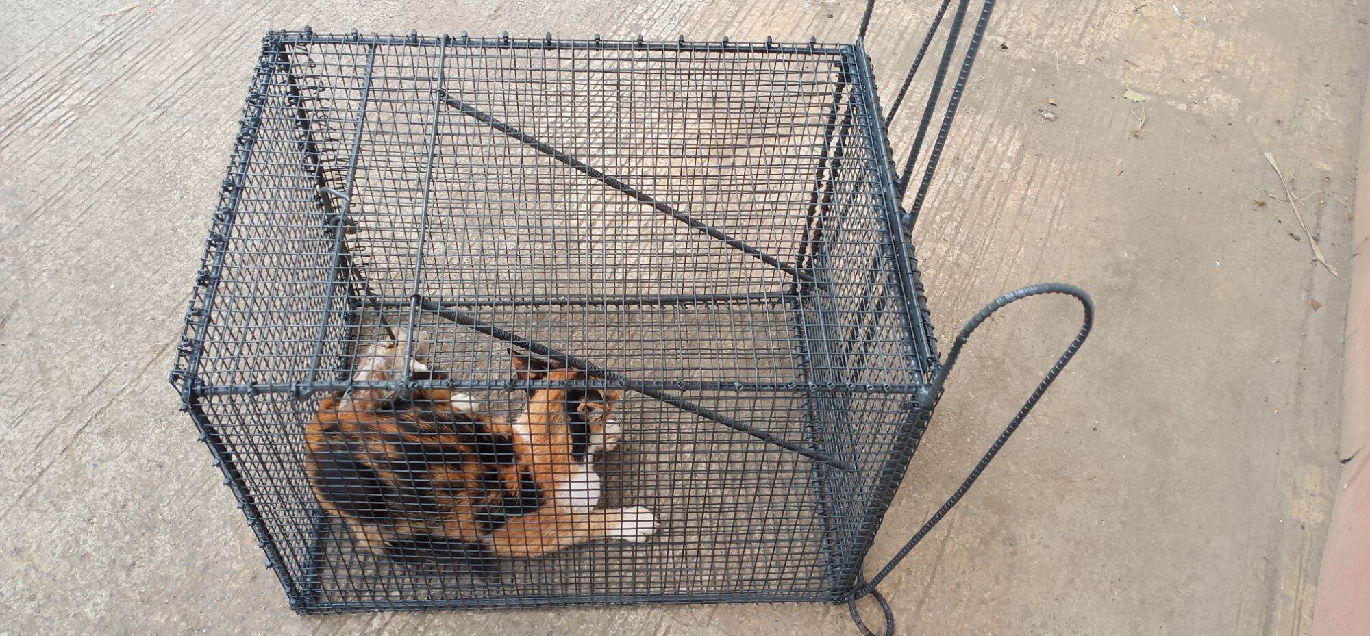 CAT TRAP CAGE Lazada PH