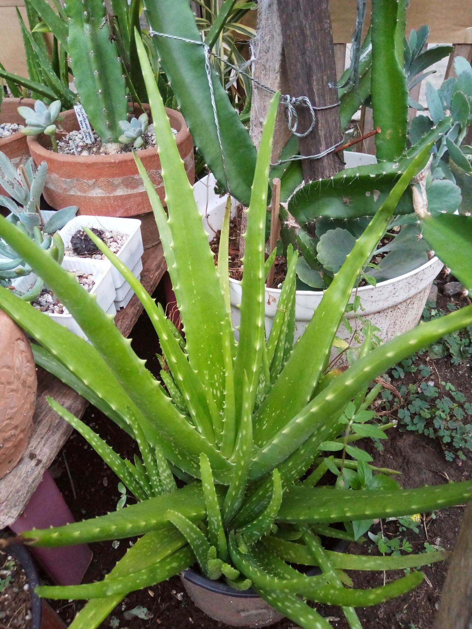 Aloe Vera Plant offsets only 69 inches uprooted Lazada PH