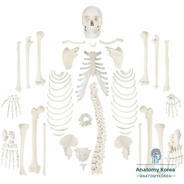 No brand Full Size Realistic Skeleton Model AK130 Actual Weight Actual Size