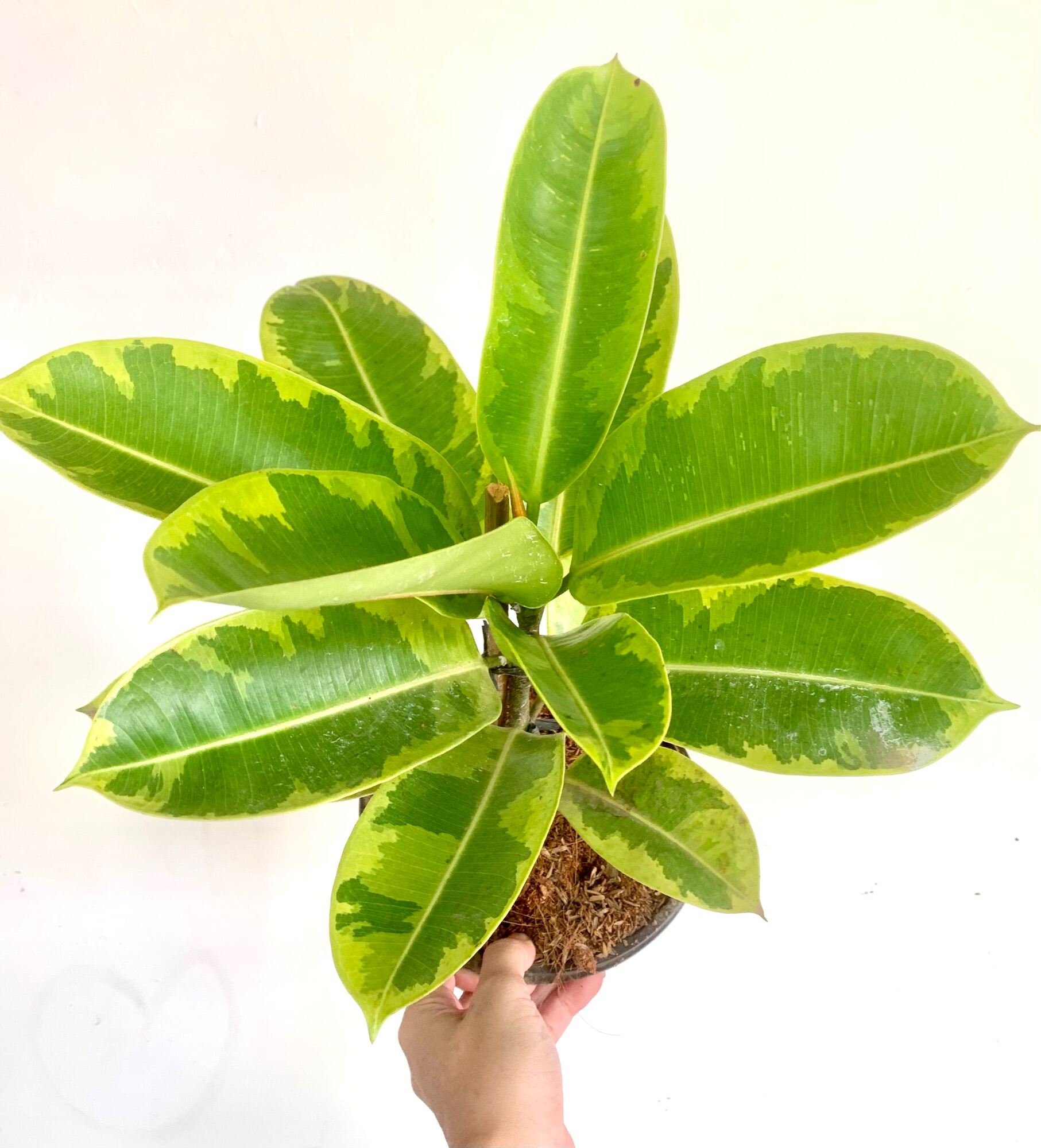 Doescheri Ficus Elastica Lazada PH