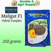 Maligat F1 Hybrid Pumpkin / Calabasa - Chia Tai Seeds