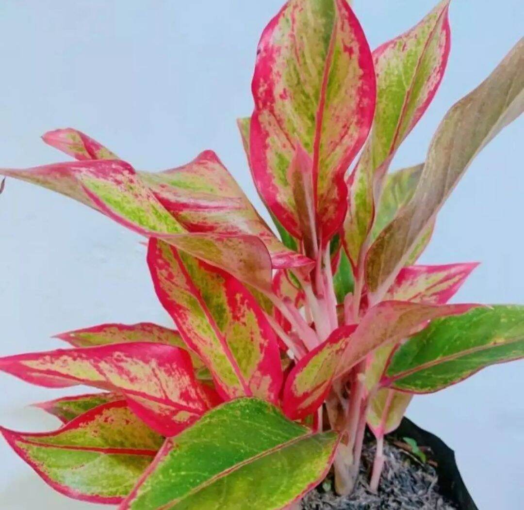 Aglaonema Chinese Evergreen Red Lipstick Lazada Ph 5972