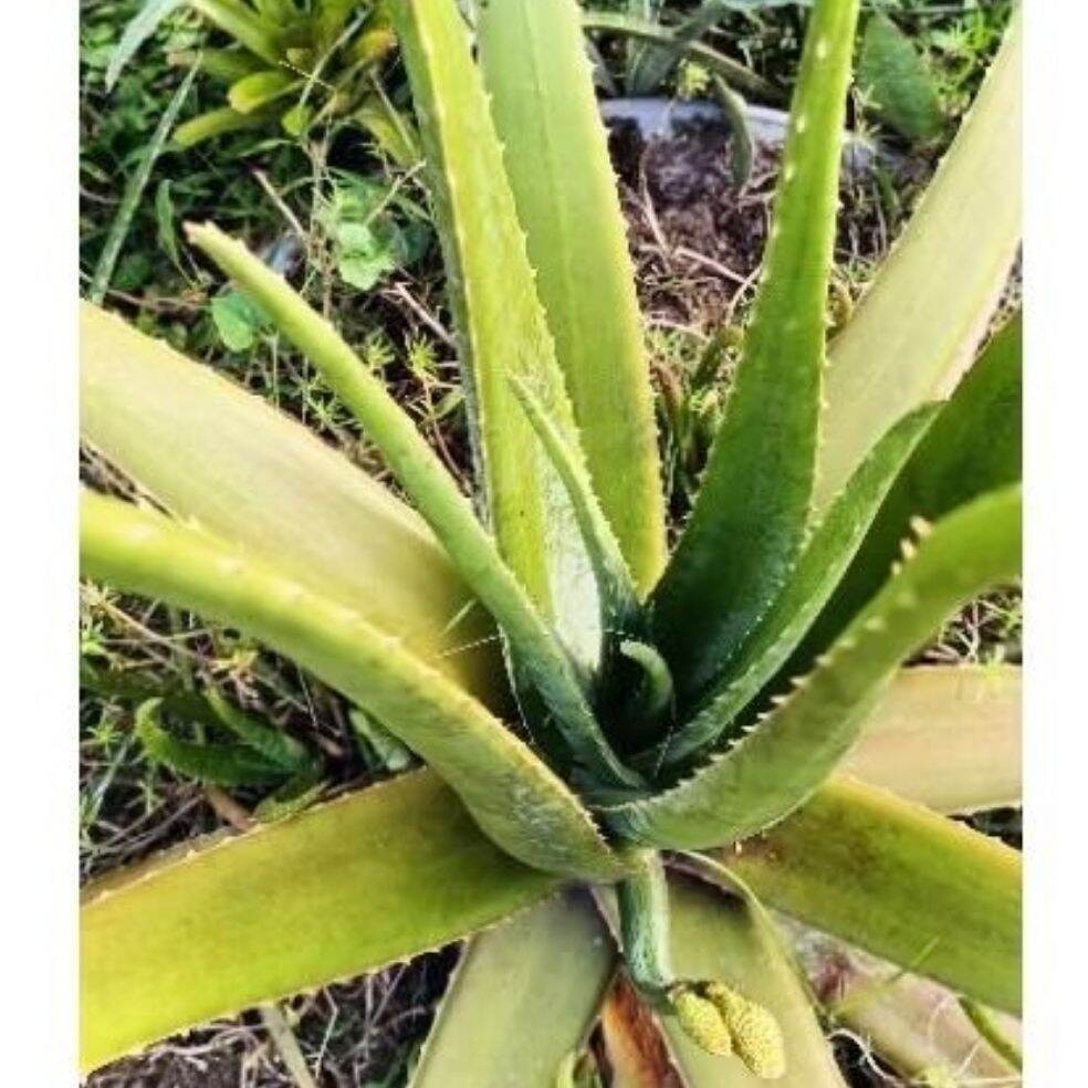 Shop Aloe Vera Varieties Cheap  Fast & Easy | Lazada Philippines