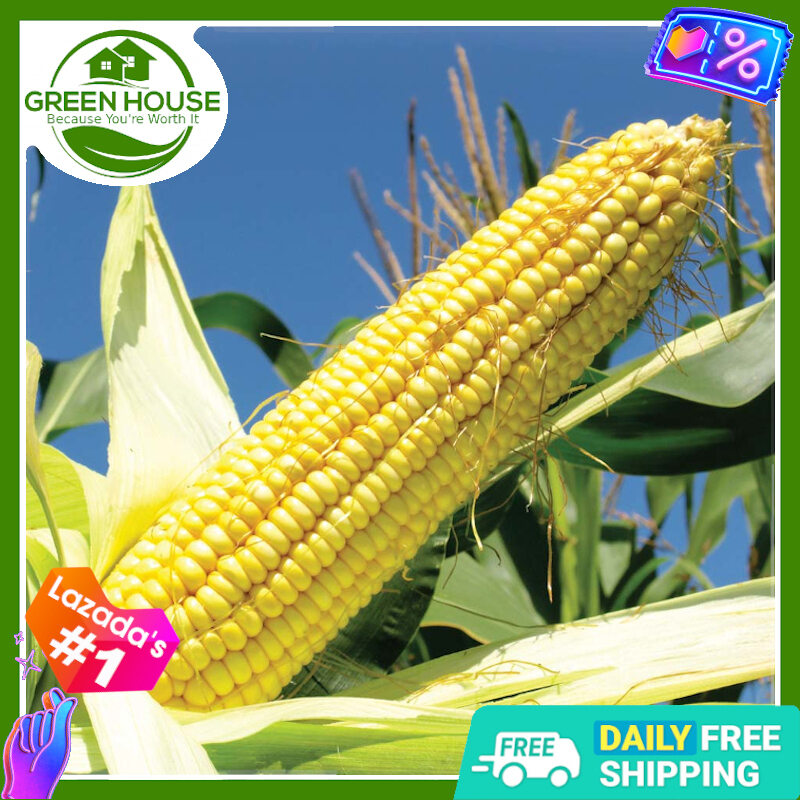 Super Sweet Corn Seeds + FREE Fertilizer & Planting Instructions