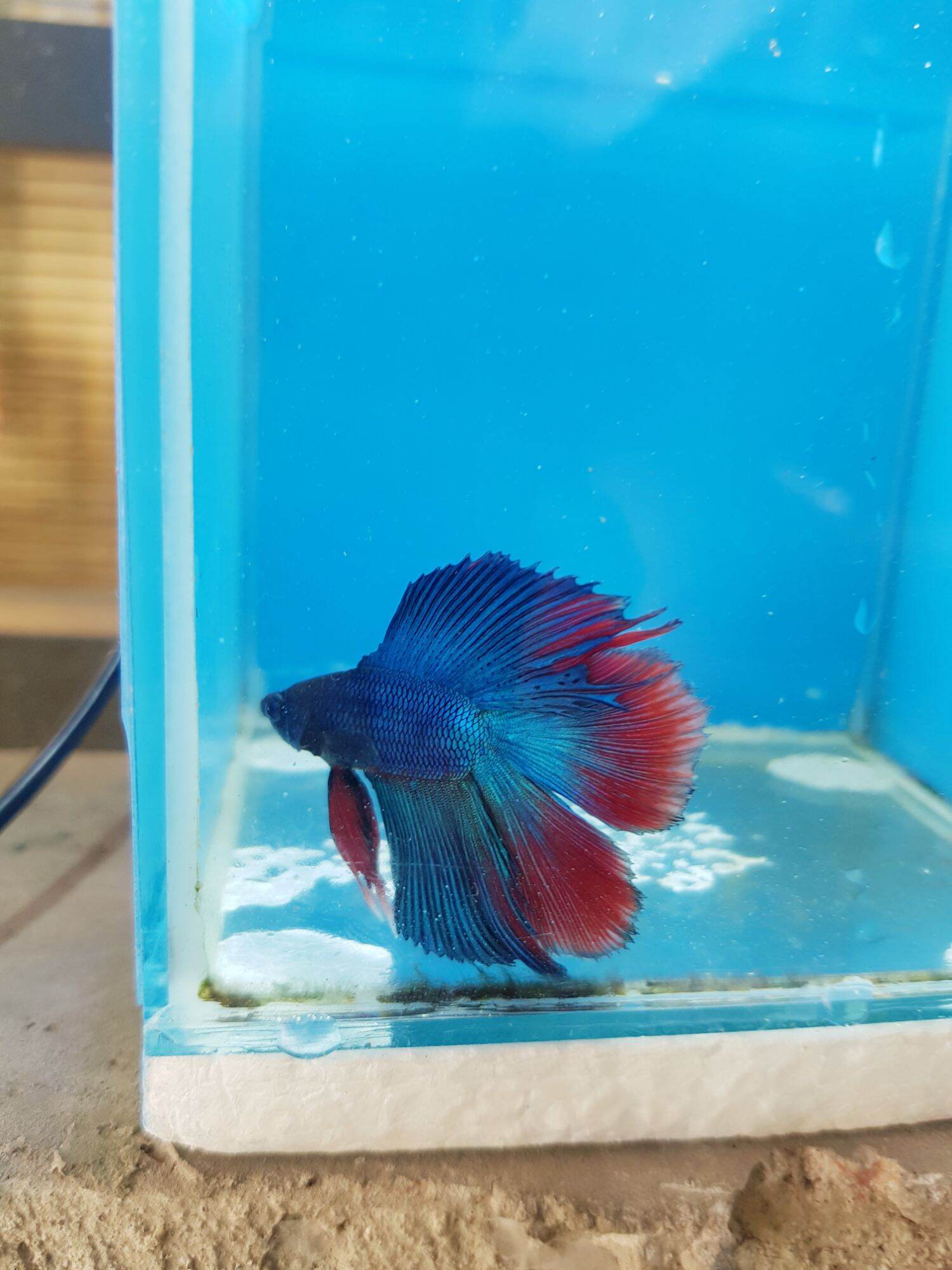 Double tail betta for 2024 sale