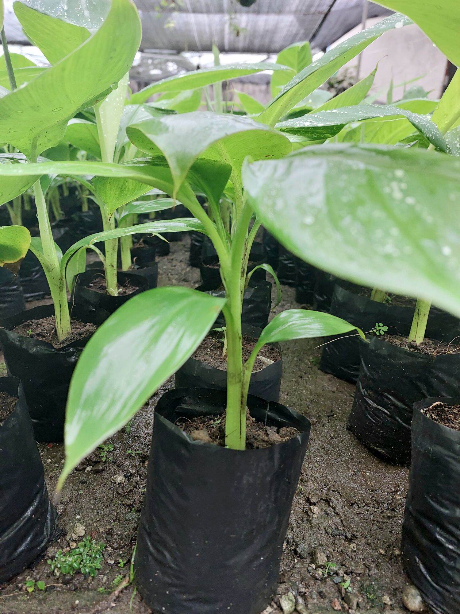 Tissue Cultured Banana Lakatan Seedlings (For Luzon Area Only) Lazada PH