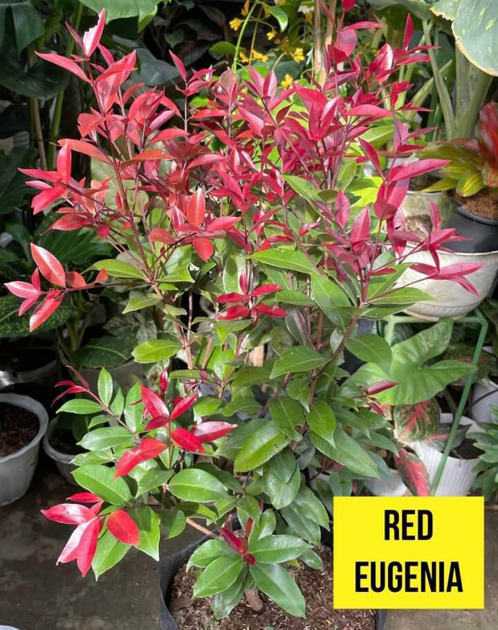 RED EUGENIA / RARE UNCOMMON available in small pot Live plant Rooted ...