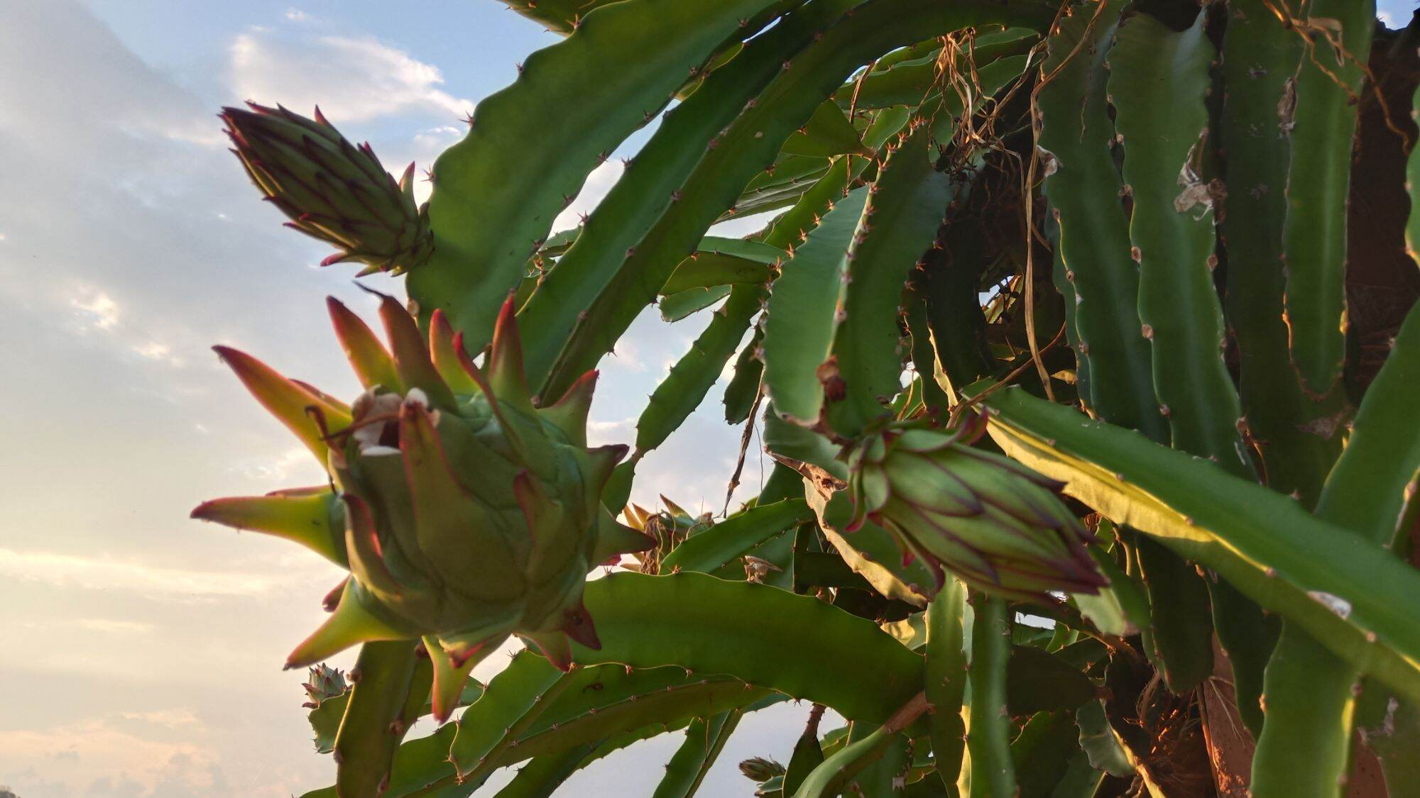 Dragon fruit stem fresh cuttings😍 | Lazada PH