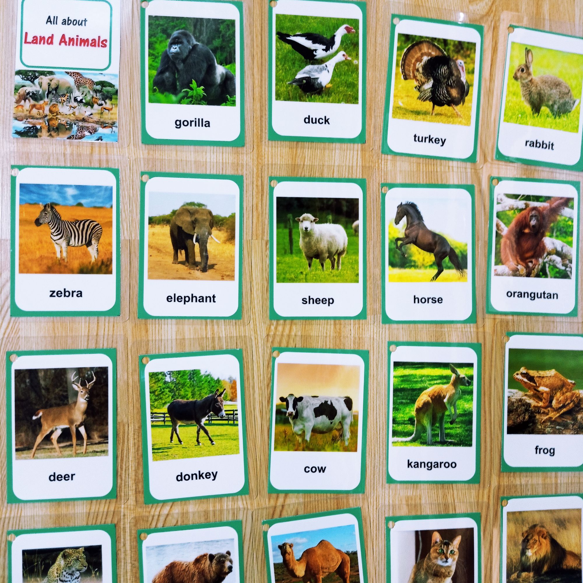 Land animals educational laminated flashcards | Lazada PH