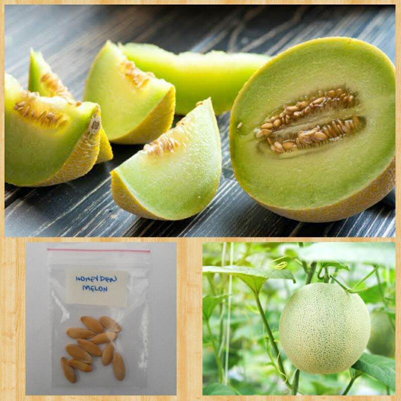 Melon Cantaloupe and Honeydew Lazada PH